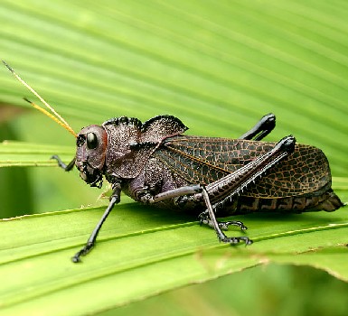 Lubber Grasshopper